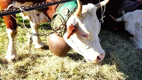 Cattle Fair Stock Footage 81267013