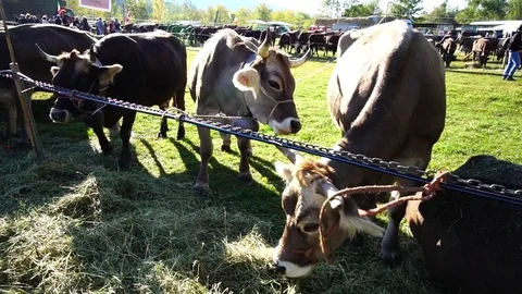 Cattle Fair Stock Footage 81267337