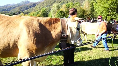Cattle Fair Stock Footage 81267968