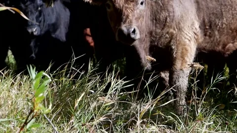 Cattle Fall Colours 스톡 동영상 153240478