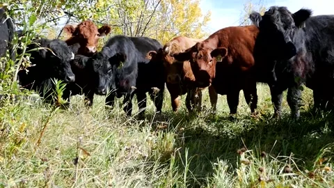 Cattle in the Fall 스톡 동영상 153240431