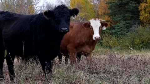 Cattle in the Fall Stock Footage 153240454