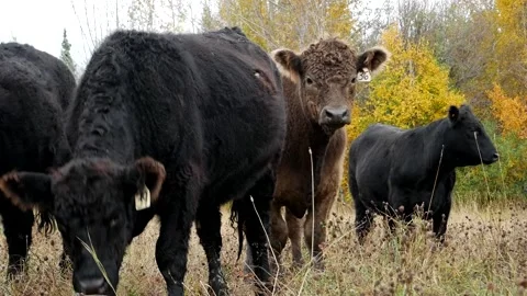 Cattle in the Fall 스톡 동영상 153240519