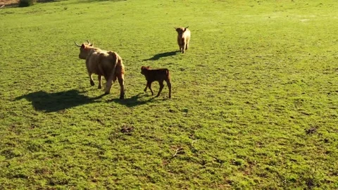 Cattle family Stock Footage 150384458