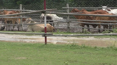 Cattle farm with cows of different colors Video stock 114394210
