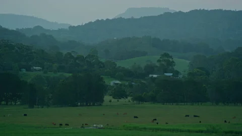 Cattle farm with cows green grass and bush land Stock Footage 153146473