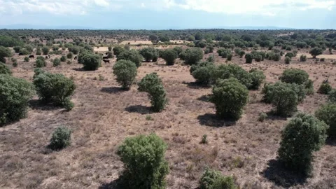 Cattle farm with cows on Spain - 276 Stock Footage 310552326