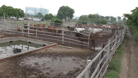 Cattle farm with different varieties and other animals Video stock 114393098
