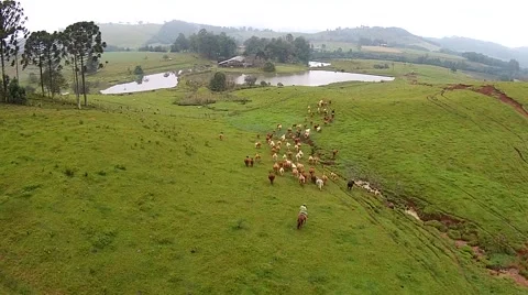 Cattle farm field in cloud day Aerial shot - livestock farming 库存影片 51365566