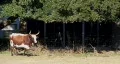 Cattle on A Farm HD Footage