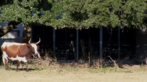 Cattle on A Farm Stock Footage