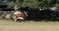 Cattle on A Farm HD Footage