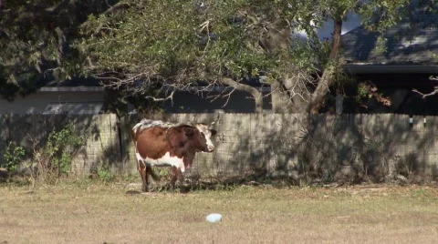 Cattle on A Farm Stock Footage