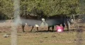 Cattle on A Farm HD Footage