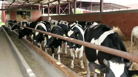 Cattle Farm Stock Footage 11152894