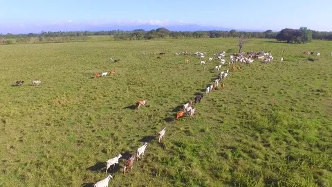 Cattle farm Stock-Footage 71153412