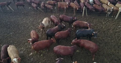 Cattle farm  Vídeo Stock 81984958