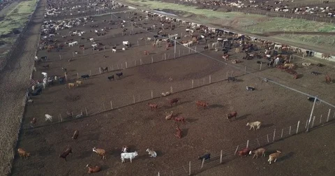 Cattle Farm Stockbeeldmateriaal 81985897