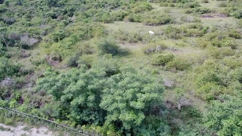 Cattle farm Video stock 229685384