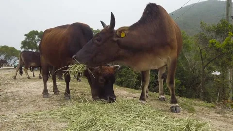 Cattle farm Video stock 243326454