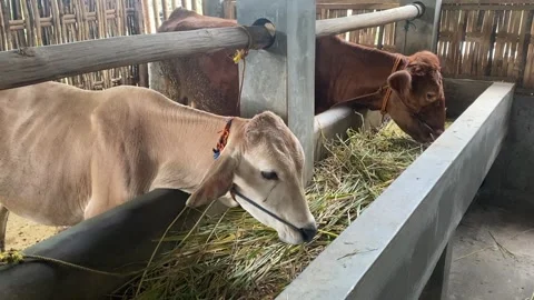 Cattle farm Stock Footage 306474759