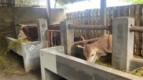 Cattle farm Stock Footage 306474910