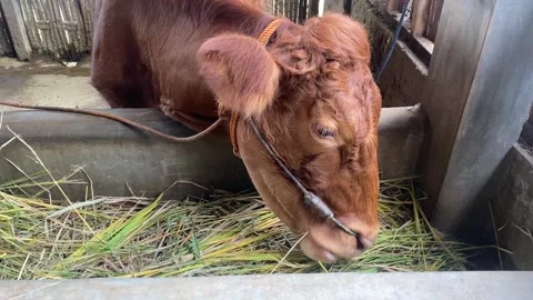 Cattle farm Stock Footage 306474946