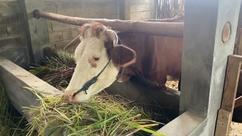 Cattle farm Stock Footage 306474950