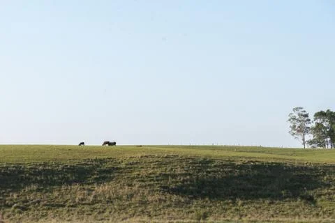Cattle farm for meat export in Brazil4 Stock Photos