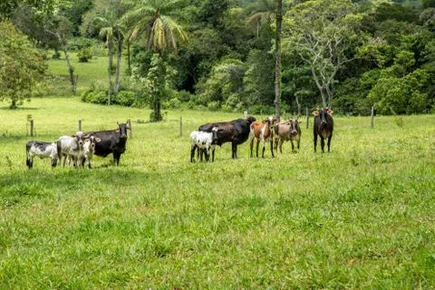 Cattle farm montain pecuaria brazil Stock Photos