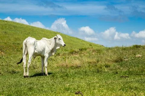 Cattle farm montain pecuaria brazil Stock Photos