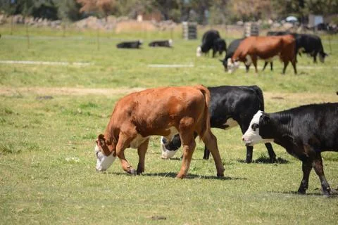Cattle in a farm Stock Photos
