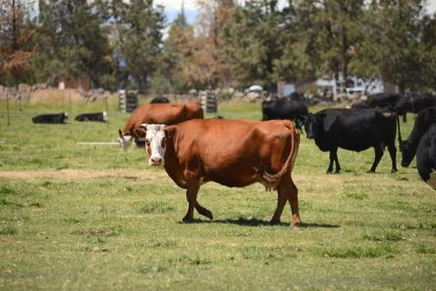 Cattle in a farm Stock Photos