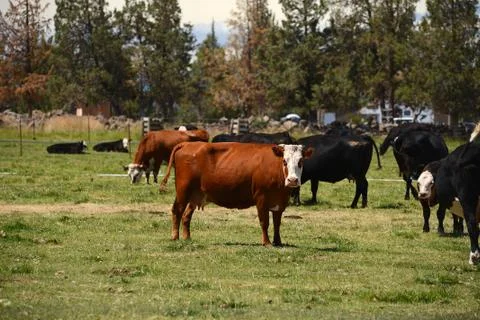 Cattle in a farm Stock Photos