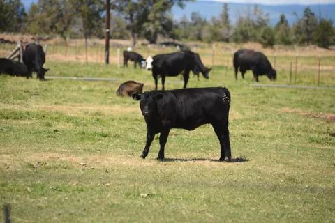 Cattle in a farm Stock Photos