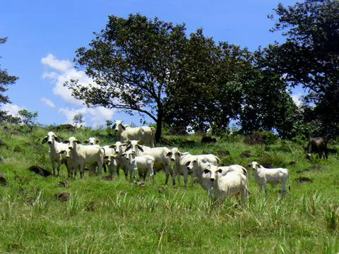 Cattle in the farm Stock-Fotos