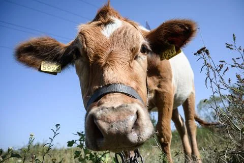 Cattle on the farm. Stock Photos