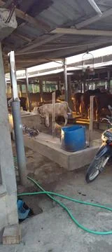Cattle farm Stock-Fotos