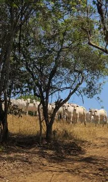 Cattle on the farm Stock Photos