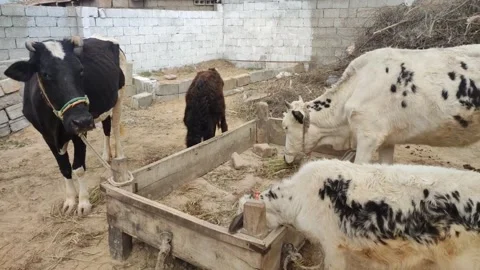 Cattle farming, Cows feeding 動画素材 235585243