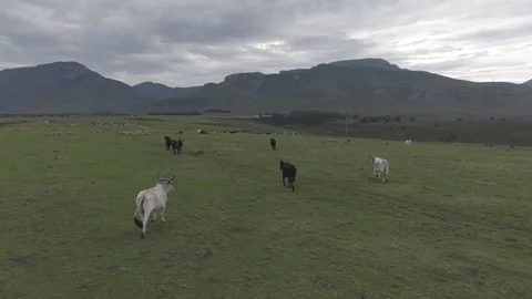 Cattle Farming for Dairy and Beef Production Stock Footage 342779411