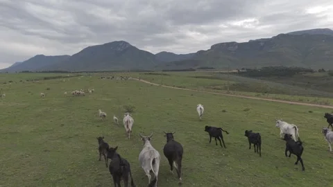 Cattle Farming for Dairy and Beef Production Stock Footage 342779663