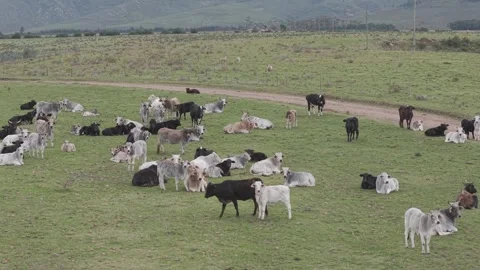 Cattle Farming for Dairy and Beef Production Stock Footage 342780178
