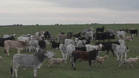 Cattle Farming for Dairy and Beef Production Stock Footage 342780287