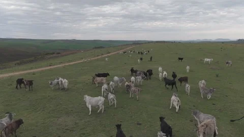 Cattle Farming for Dairy and Beef Production Stock Footage 342780758