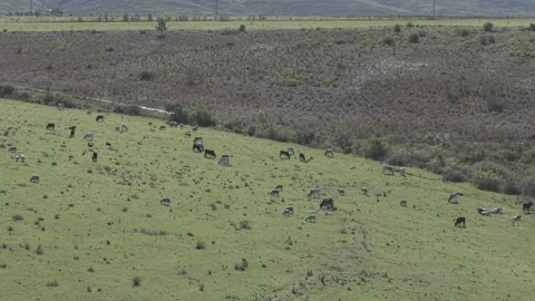 Cattle Farming for Dairy and Beef Production Stock Footage 342780980