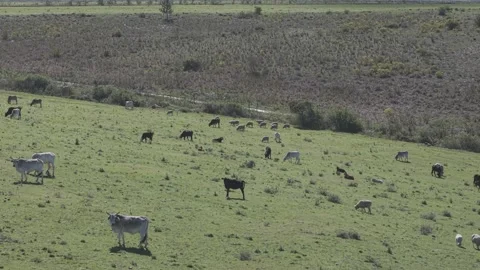 Cattle Farming for Dairy and Beef Production Stock Footage 342781075