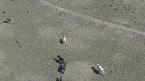Cattle Farming for Dairy and Beef Production Stock Footage 342781473