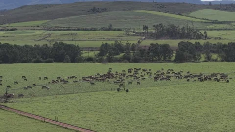 Cattle Farming for Dairy and Beef Production Stock Footage 342781589