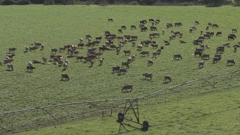 Cattle Farming for Dairy and Beef Production Stock Footage 342781640